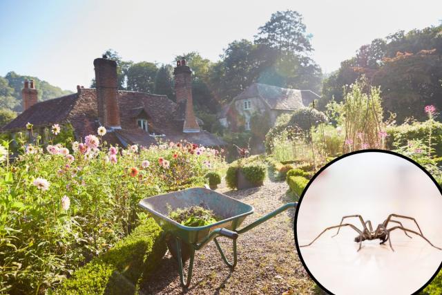 Good Spiders That Help Gardens