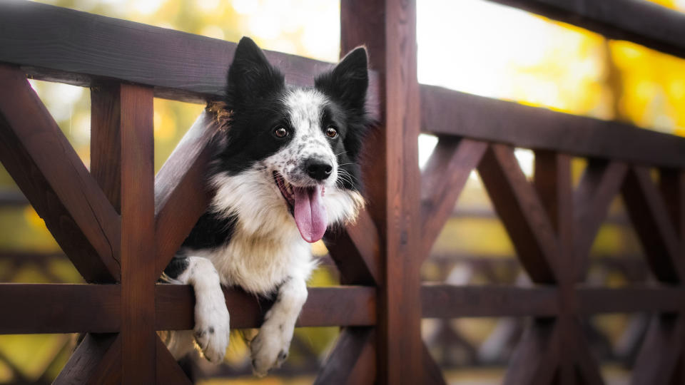 Dog sticking head through gate, welcoming