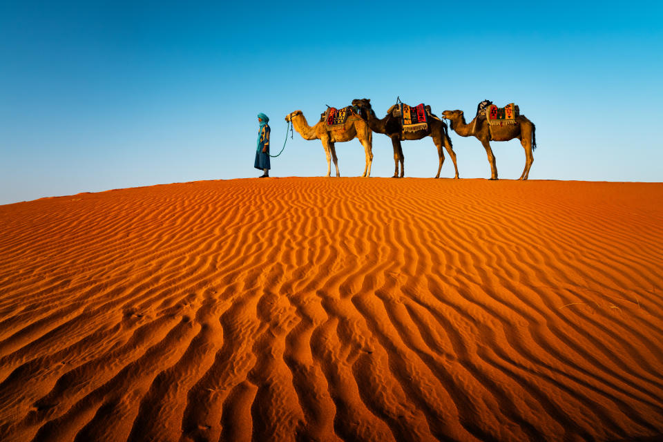 Berber man with camels in the Sahara desert, Erg Chebbi, Merzouga, Morocco