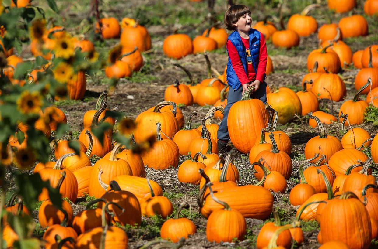Six-year-old Lincoln Fox-Walker, strains to lift a large pumpkin off the ground in an attempt to get it to his wagon to take home at the Suyematsu Farms Pumpkin Patch on Bainbridge Island on Sept. 29. The patch is open Monday thru Friday, 1 p.m. to 6 p.m., and Saturday and Sunday from 10 a.m. to 5 p.m.