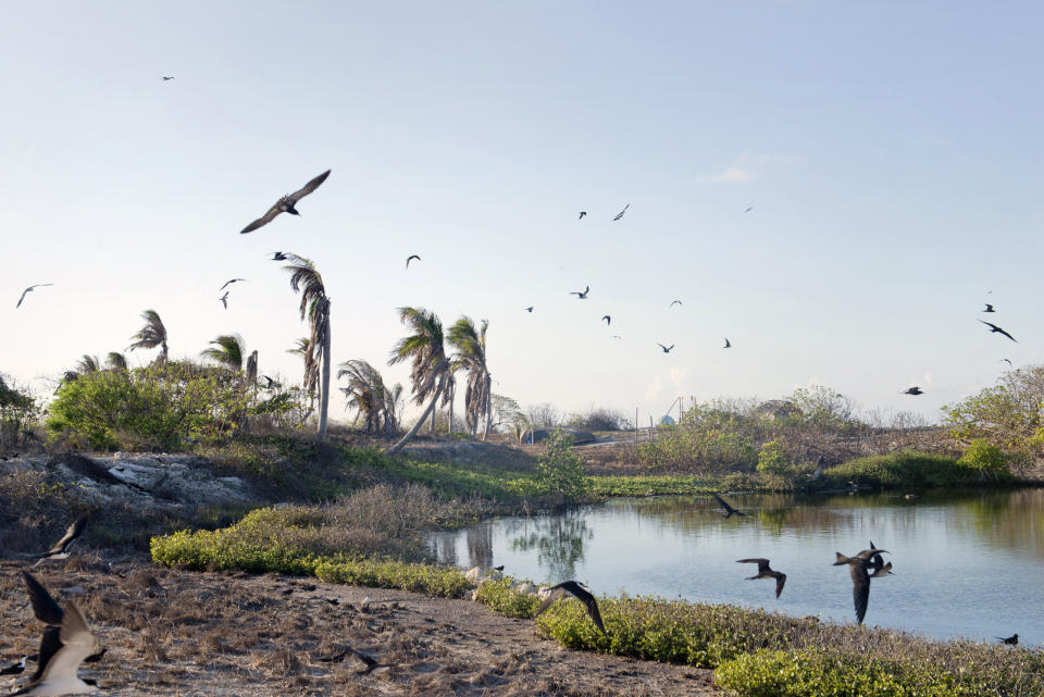 Birds on Nanshan Island, May 8, 2016.