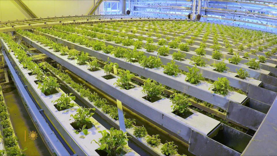 Rotating rows of lettuce.  / Credit: CBS News