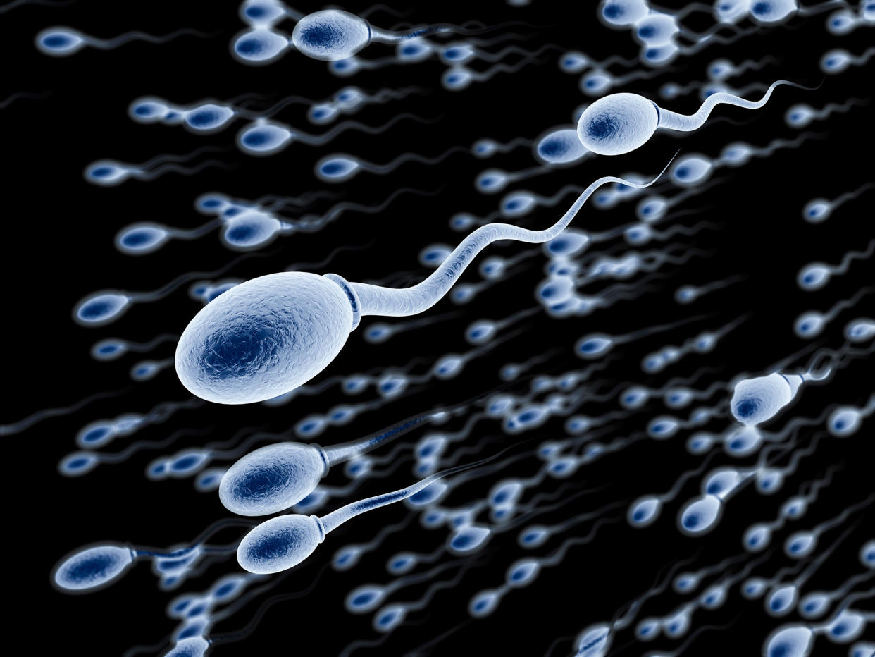 Vasalgel allows seminal fluid to be released during ejaculation but blocks sperm, which are reabsorbed by the body: istock