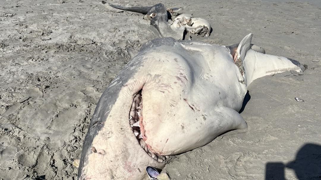 The carcass of a great white shark washed up on a sandy beach.