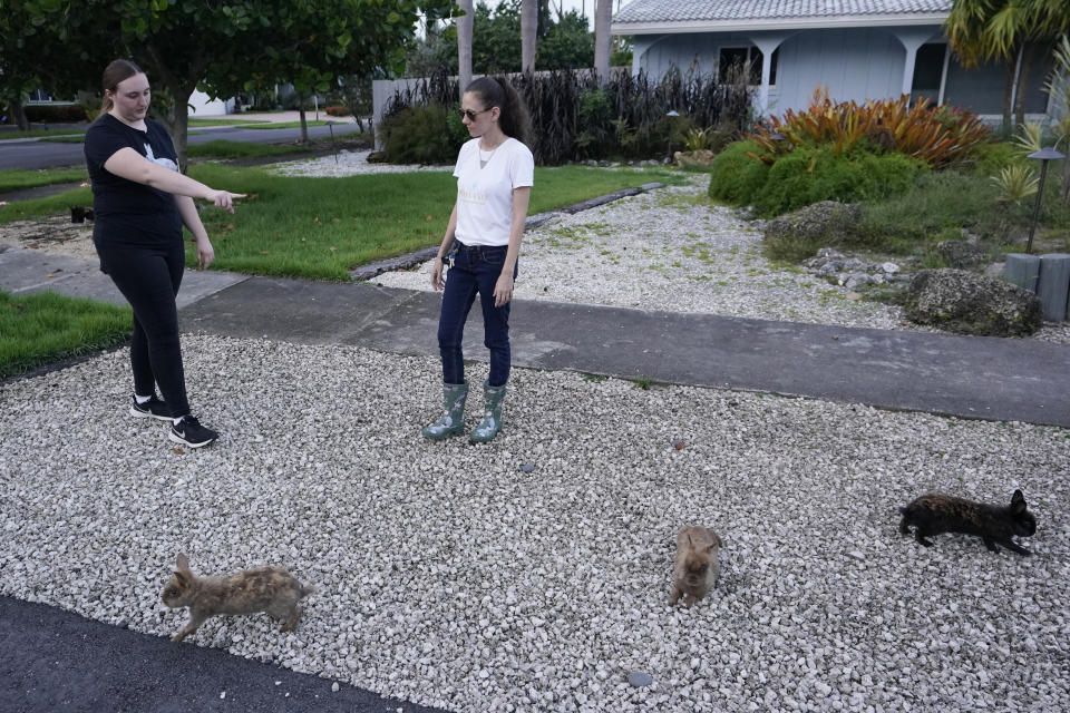 Dylan Warfel, left, and Kristina Gertser, with the rescue group Penny & Wild Smalls of South Florida, strategize on how best to capture rabbits, Thursday, July 20, 2023, in Wilton Manors, Fla. Efforts are underway to rescue the domesticated rabbits that have populated a Florida neighborhood. Rescue groups are using traps, hands and sometimes nets to capture the 60 to 100 lionhead rabbits living in a community near Fort Lauderdale. (AP Photo/Wilfredo Lee)