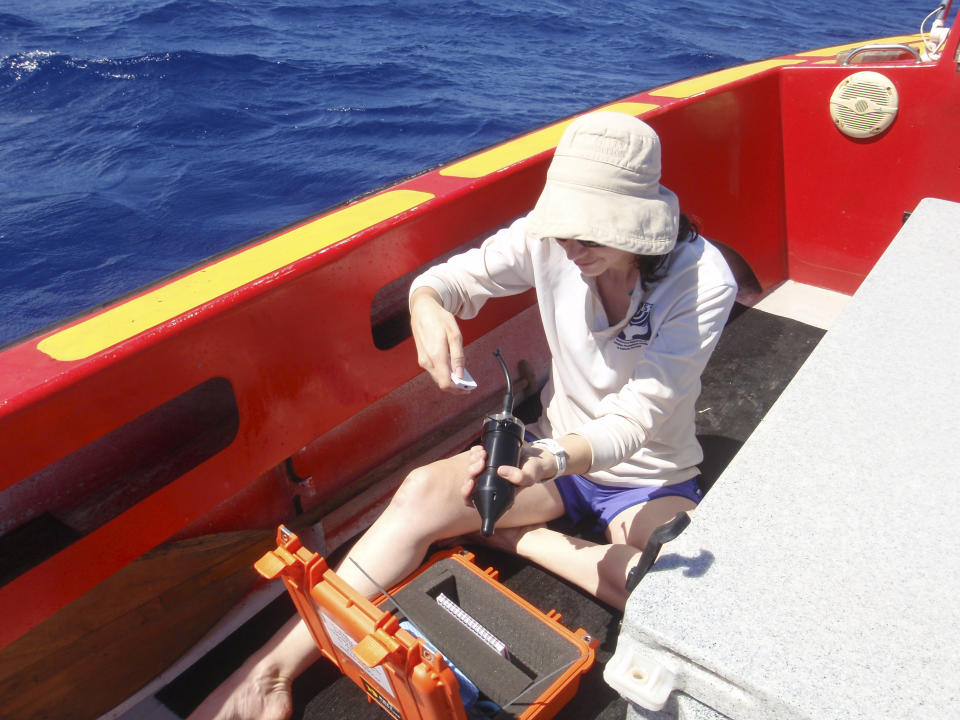 Una fotografía proporcionada por M. Michael Poole muestra a Ellen Garland, bióloga marina de la Universidad de St. Andrews en Escocia, preparando la grabadora autónoma SoundTrap para su despliegue frente al arrecife de Moorea, en la Polinesia Francesa, en 2016. (M. Michael Poole vía The New York Times)