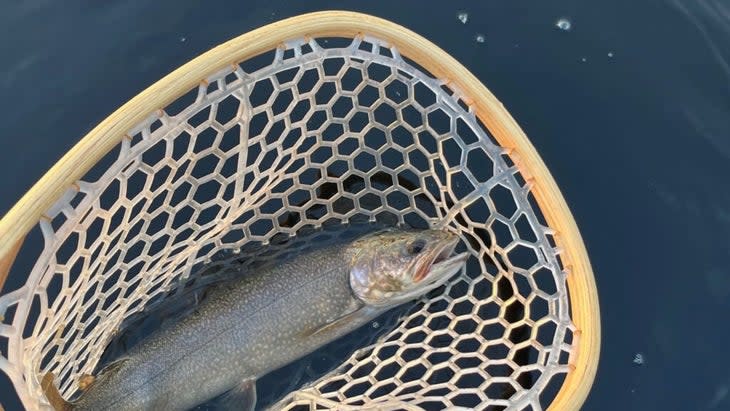 A good-size lake trout in a net, surrounded by clear blue lake water