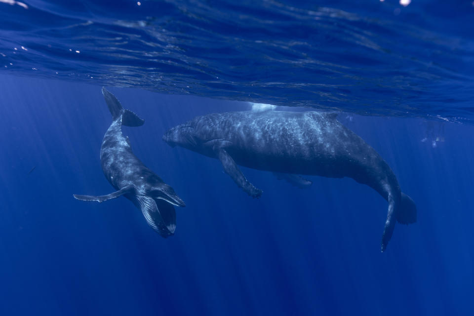 This photo provided by Samuel Lam shows a humpback whale and her calf in Rurutu, French Polynesia in September 2022. Humpbacks are known to compose elaborate songs that travel across oceans and whale pods. (Samuel Lam via AP)