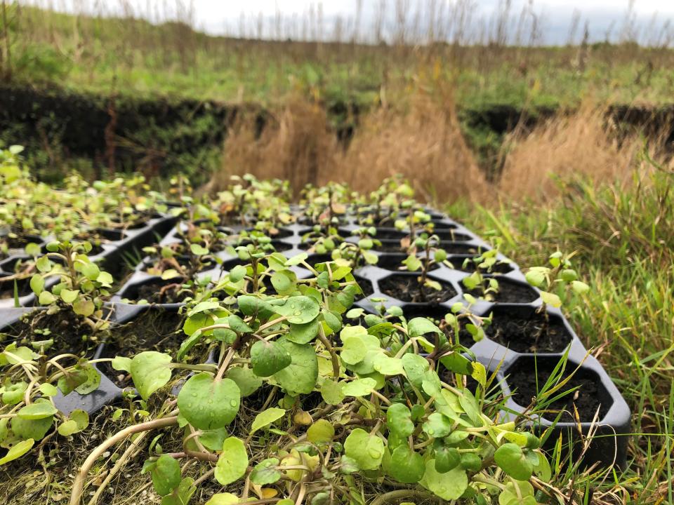 Fenlands near St Neots, Cambridgeshire. Volunteers are planting crops that could flavour gin, clean up air pollution or provide materials for lithium batteries in a "wet farming" trial to protect peat. (Photo by Emily Beament/PA Images via Getty Images)