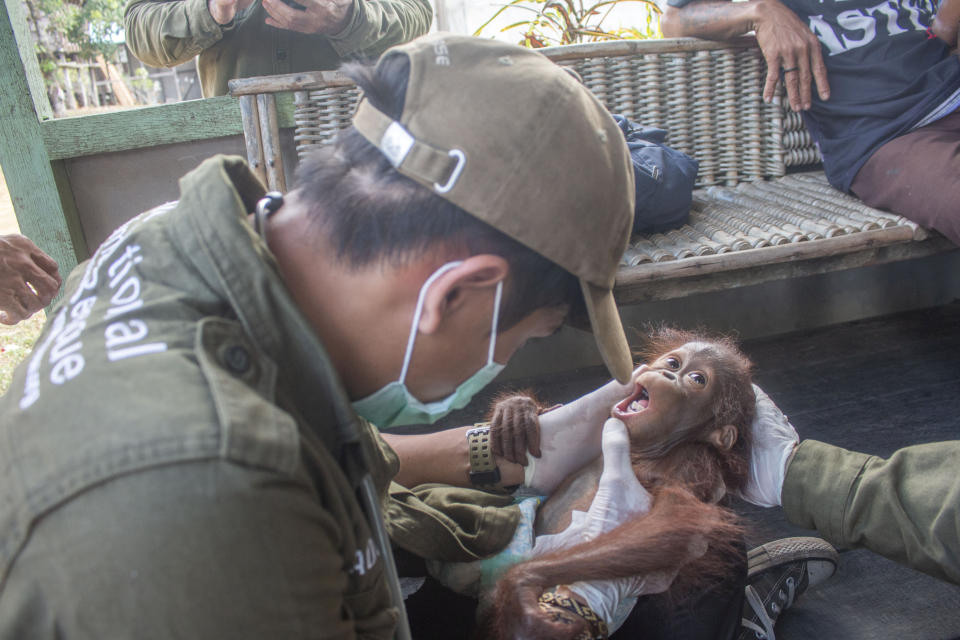 The baby orangutan, 'Aben' by his rescuers, with male vet Adisa. These heart melting images show the moment a baby orangutan, separated from its mother, was recovered by conservationists in Limpang, a village in Jelai Hulu District, Borneo, Indonesia. See SWNS story SWOCrescue. This is the touching moment a baby orangutan separated from its mother is rescued by villagers in one of the remotest places on earth. Video shows the frightened baby ape holding tightly onto conservationists who comfort him, after stumbling upon a tiny village in Indonesia.  Named 'Aben' by his rescuers, the orangutan - less than a year old - looks around with large beady eyes as he is kept warm and tested for contagious diseases. According to welfare group International Animal Rescue (IAR), Aben was found in Limpang, a village in Jelai Hulu District, earlier this month.