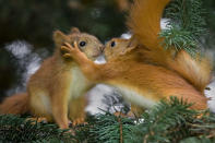 <p>Red squirrels sharing a kiss. (Photo: Caters News) </p>