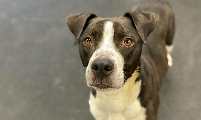 pitbull pointer mix brown