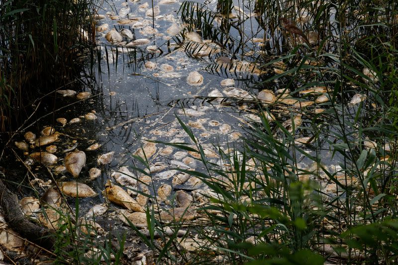 Dead fish in Poland's Oder river approach the sea