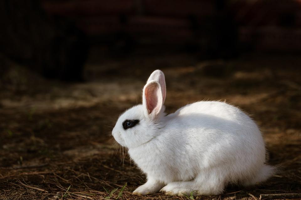 rabbit breeds blanc de hotot
