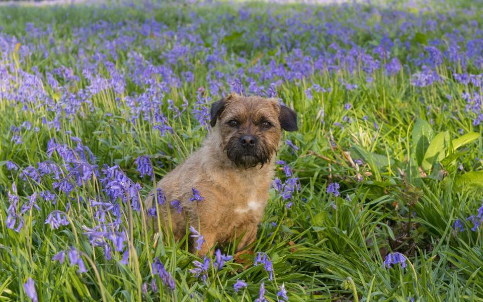 dog sits in bells