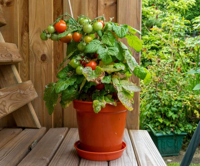 A compact tomato plant growing in a pot