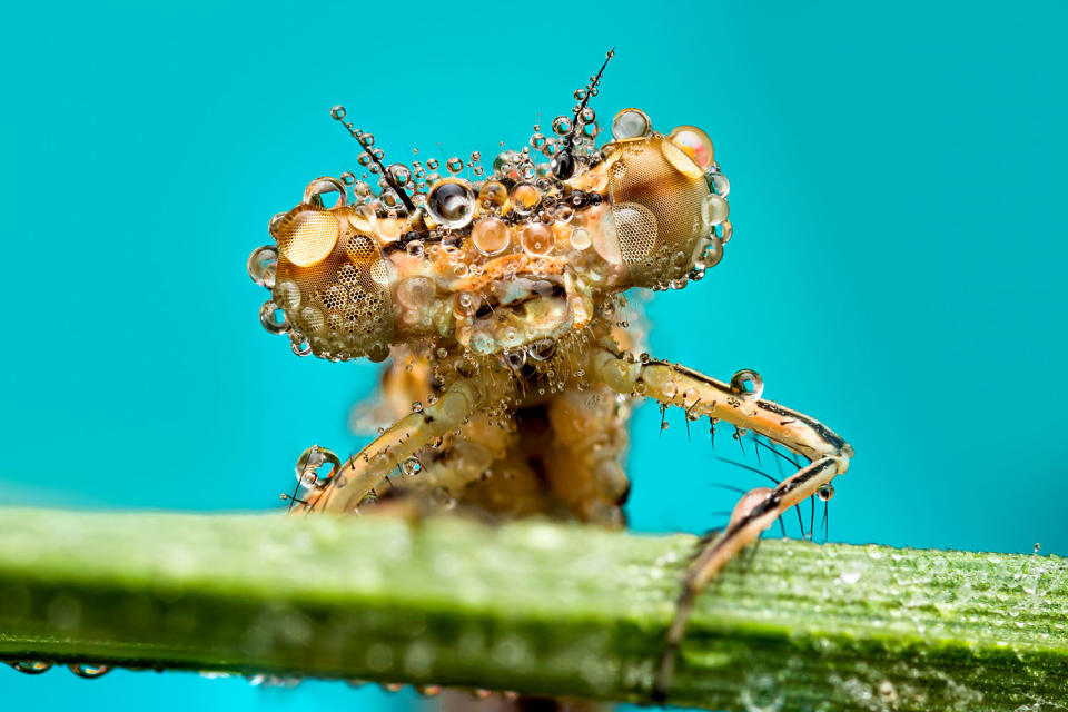 Fantastic photography of insects and water droplets