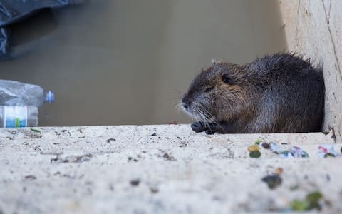 A coypu on steps leading down to the Tiber River in the centre of Rome - Credit: Matteo Nardone/Getty 