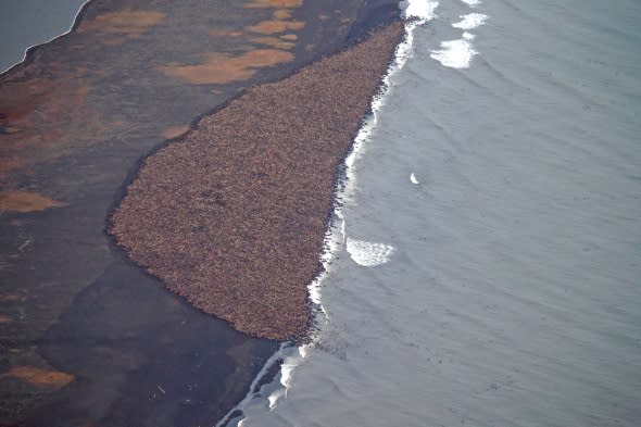 Over 35,000 walrus flock to beach in Alaska as sea ice melts