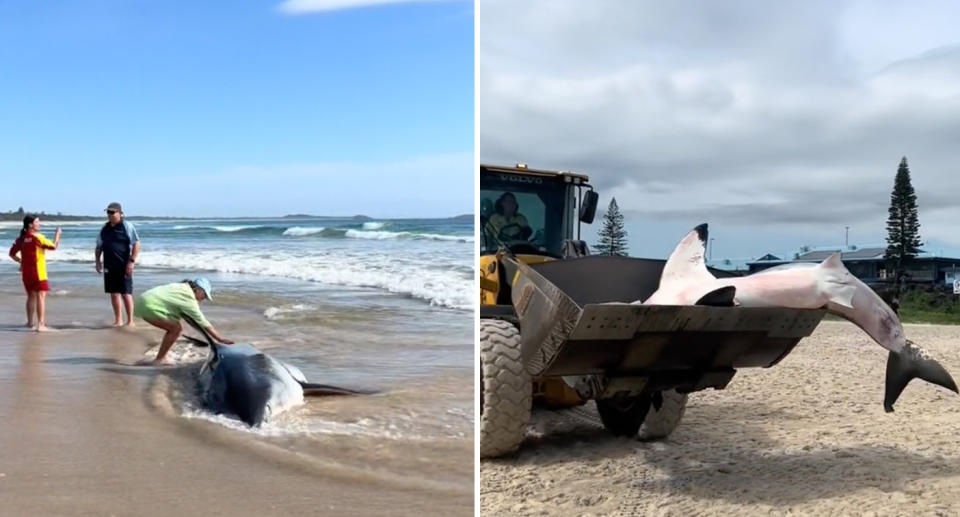 Left: A woman touches the great white shark at the beach. Right: A digger moves the shark off the beach.