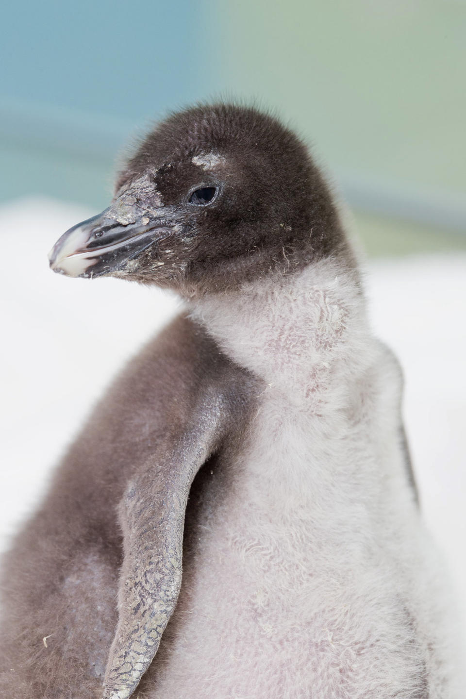 This June 18, 2013, photo provided by the Shedd Aquarium in Chicago shows a rockhopper penguin chick that was hatched at the aquarium on June 12, 2013. (AP Photo/Shedd Aquarium, Brenna Hernandez)