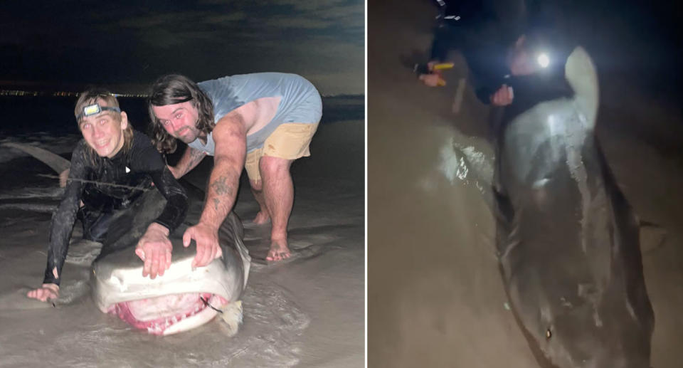 Two shark fishermen with a large tiger shark on a WA beach. 