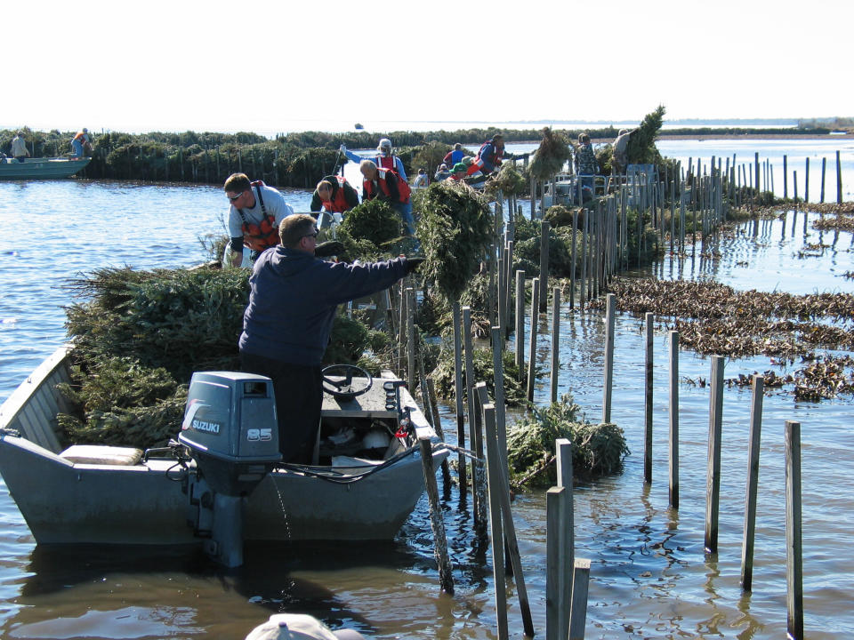 This January 2011 image supplied by the Jefferson Parish Department of Environmental Affairs in Jefferson, La., shows agency employees and volunteers placing recycled Christmas trees inside man-made wooden cribs in the shallow water of a local marsh. The trees absorb wave action and protect fragile marshland from erosion. Using discarded Christmas trees to prevent shore erosion is just one of a number of ways in which holiday trees are recycled. (AP Photo/Jefferson Parish Department of Environmental Affairs)