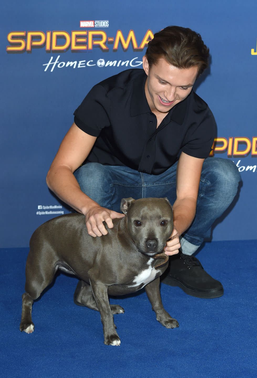 tom holland pets the family dog tessa at a red carpet event for spider man homecoming