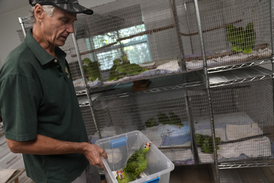 Paul Reillo, profesor de la Universidad Internacional de Florida y director de la Fundación de Conservación de Especies Raras en Loxahatchee, Florida, lleva un par de amazonas frentirrojas en Loxahatchee, Florida, el viernes 19 de mayo de 2023. Según documentos judiciales, un contrabandista fue detenido en marzo con 29 huevos de loro en el Aeropuerto Internacional de Miami, cuando los pollos empezaron a salir del cascarón. (AP Foto/Rebecca Blackwell)