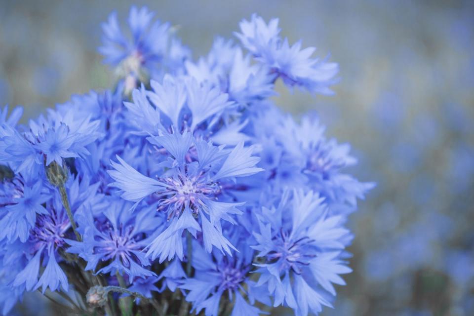 3) Cornflower