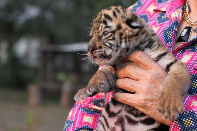 Covid, a Bengal tiger cub, named after the coronavirus disease (COVID-19) outbreak, is pictured at the zoo in Cordoba