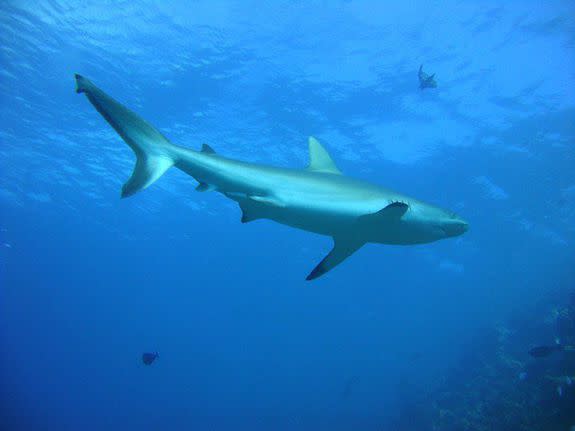 A gray reef shark swimming in the Chagos archipelago.