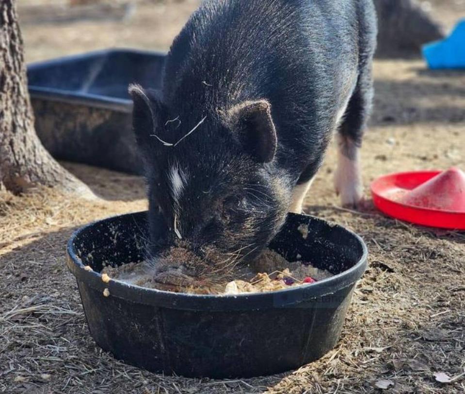 Pojo the pig is resting at 5150 Farm and Rescue in Springtown after his thorny ordeal. He feasts on a mash of apples, fresh eggs, and strawberries as he recuperates.