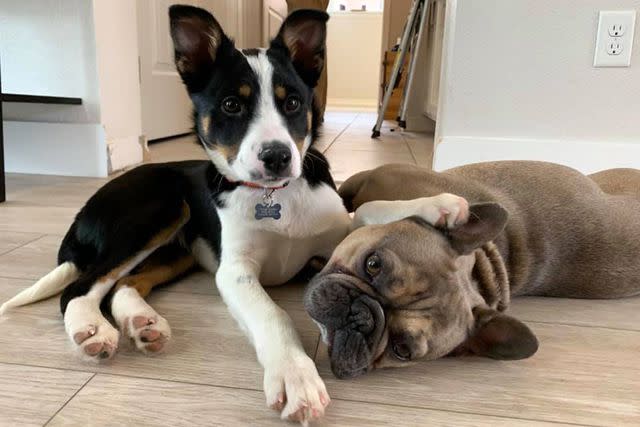 <p>Kelley Likes</p> Louis the French bulldog playing with one of his over 200 foster puppies