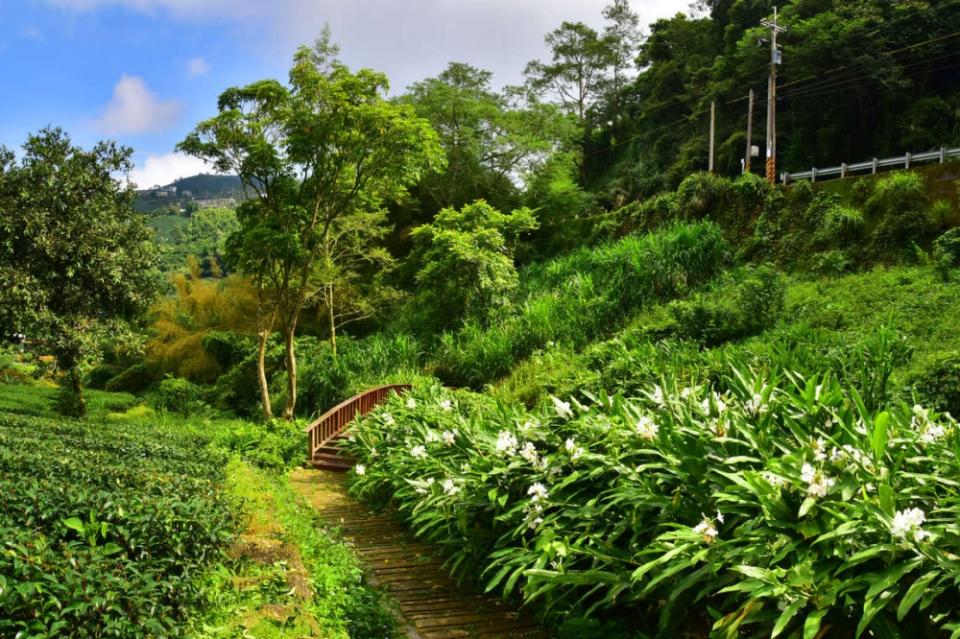 野薑花溪旁潔淨美好的野薑花叢，是夏季限定美景。