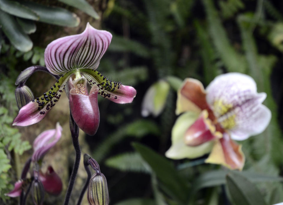Paphiopedilum Winston Churchill orchids grow in "The Orchid Show: Florals in Fashion" at The New York Botanical Garden, Saturday, Feb. 17, 2024, in the Bronx borough of New York. The exhibition is on through April 21, 2024. (AP Photo/Pamela Hassell)