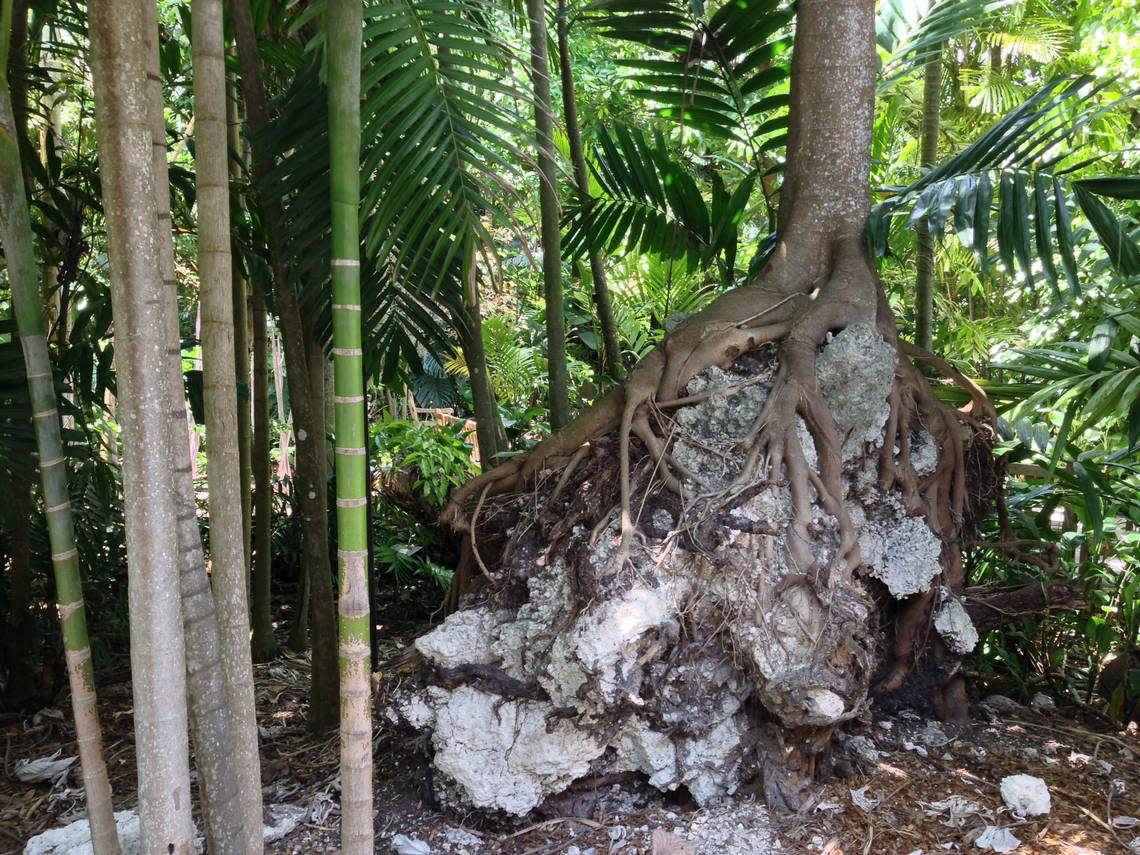 Nature’s resiliency and what skilled horticulturists can achieve: After hurricanes like Andrew in 1992 and Wilma in 2005 knocked down trees at Fairchild Tropical Botanic Garden, many were righted and thrive decades after the destruction, as seen in this 2015 photo. They may bear the scars of having been uprooted but visitors can still enjoy the majestic trees.