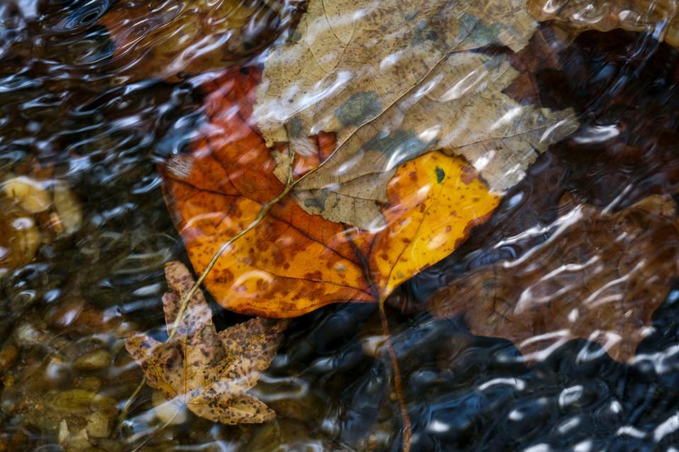 Light on the surface and a colorful leaf trapped in the water makes a sublime image.