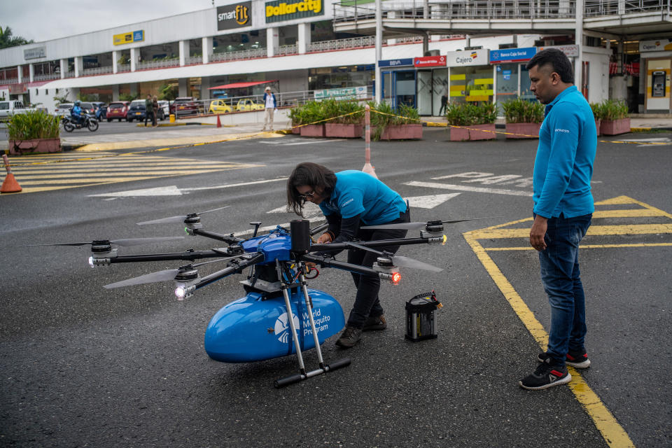 Un biólogo con una bandeja de mosquitos congelados en un laboratorio dirigido por el World Mosquito Program, que ayuda a proteger a las comunidades del mundo de los mosquitos portadores de enfermedades en Cali, Colombia, el 18 de enero de 2023. (Federico Rios/The New York Times)
