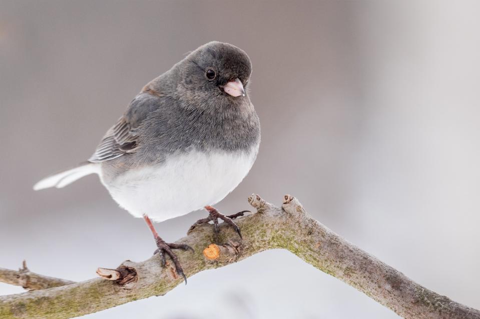 dark eyed junco