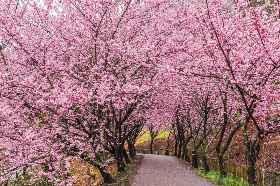 [KKday Signature Tour] Wuling Farm Cherry Blossom & Autumn Foliage Day Tour from Taipei or Yilan. (Photo: KKday SG)