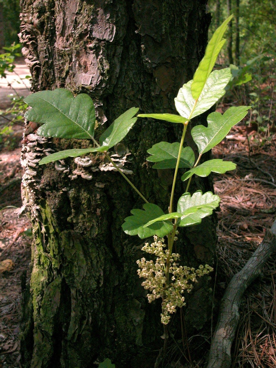 Poison ivy is fully capable of growing in less-than woodsy settings, and does quite well as a component of people's backyards.