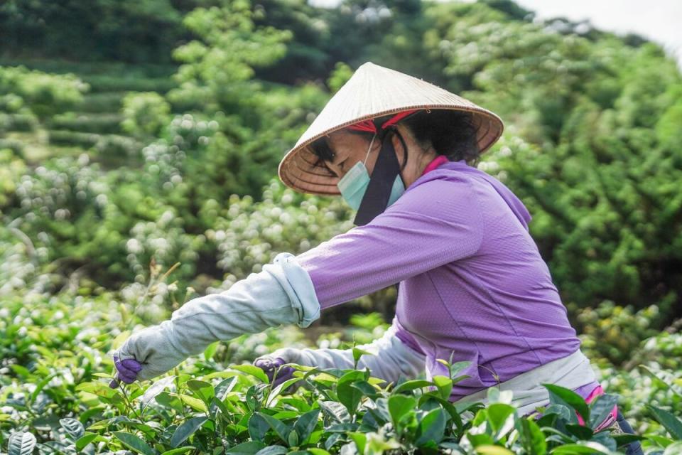 在地婦女們以人工採摘的方式採收一心二葉茶葉。   圖：新北市農業局提供