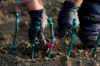 FILE PHOTO: Farm workers plant Novavine drought-resistant grapevines in Woodland