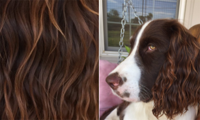 This dog is the source of your newest hair inspiration. (Photo: Twitter/kerbiegibbs)