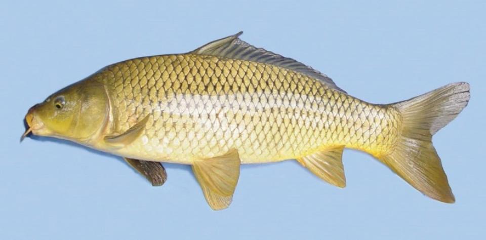 An example of an adult common carp specimen (Cyprinus carpio).