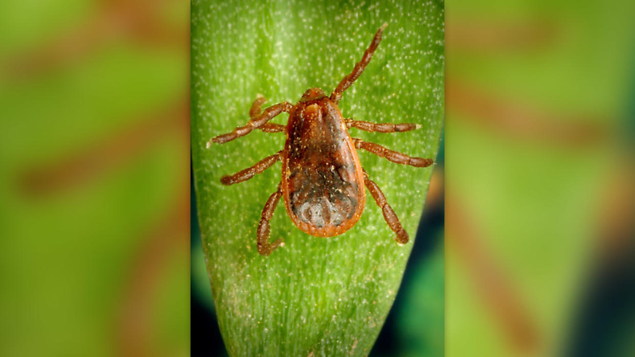  A male brown dog tick on a leaf, as seen from above. 