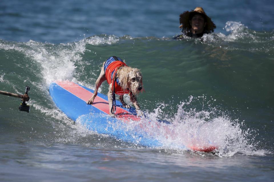 A dog surfs during the Surf City Surf Dog Contest in Huntington Beach