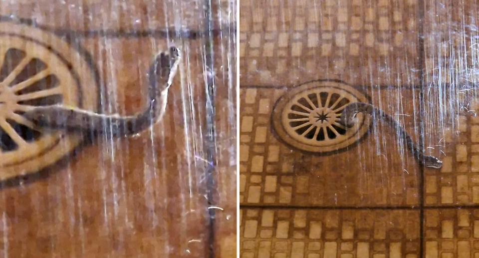 A children's python in the Northern Territory that visited a man in a shower. 