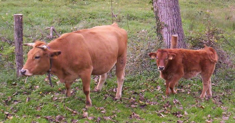 Vaca de la raza asturiana de los valles con su ternero. (Imagen vista en wikimedia commons).